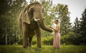 Elefantenshooting